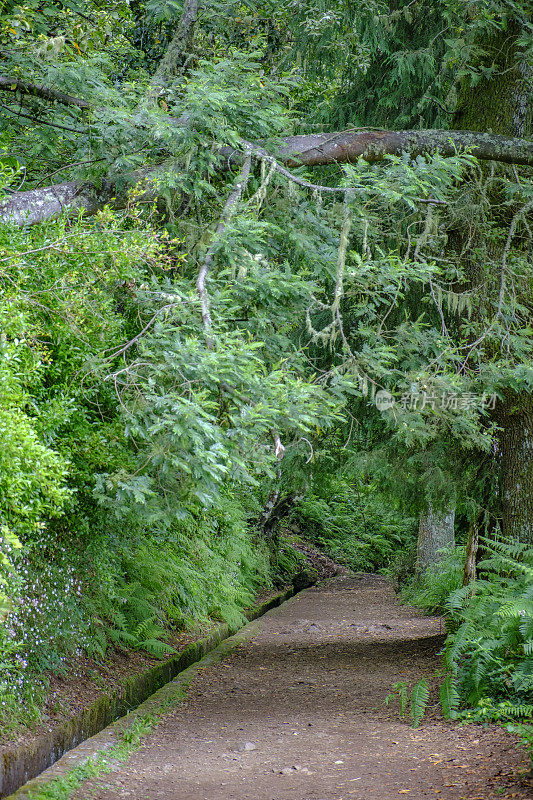 森林景观沿Vereda dos Balcões在马德拉岛山